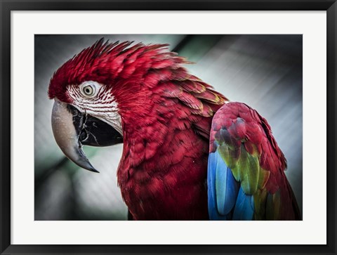 Framed Ara Parrot II Print