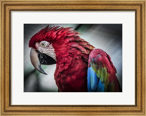 Framed Ara Parrot II Print