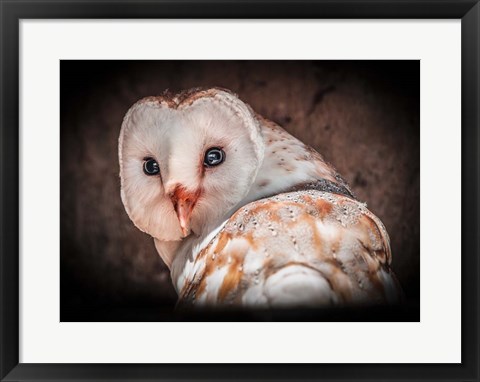 Framed Screech Owl Print