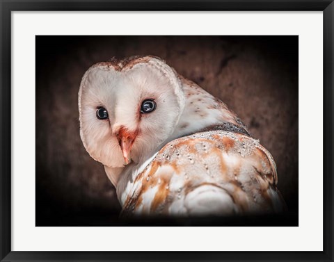 Framed Screech Owl Print