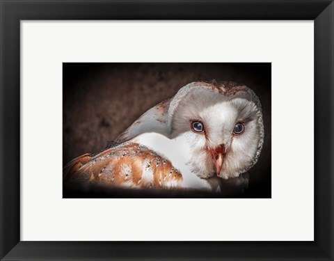 Framed Screech Owl II Print