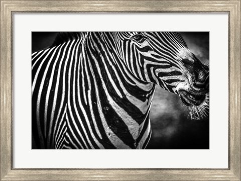 Framed Zebra Black &amp; White Print