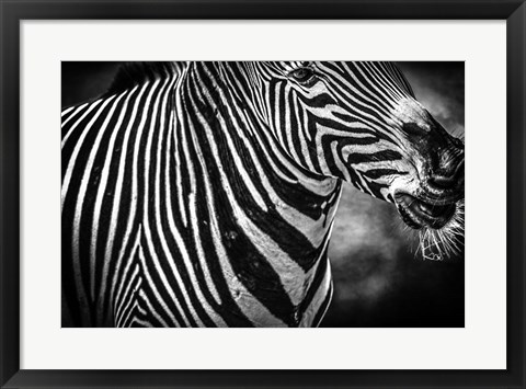 Framed Zebra Black &amp; White Print