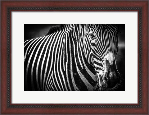 Framed Zebra II Black &amp; White Print