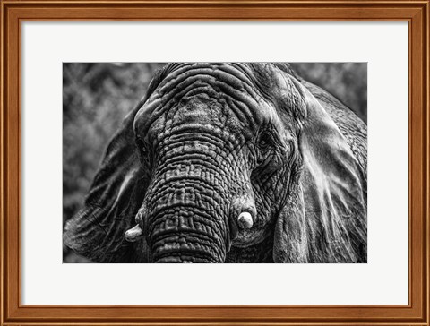 Framed Elephant Front Black &amp; White Print