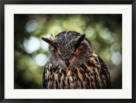 Framed Evil Owl III Print