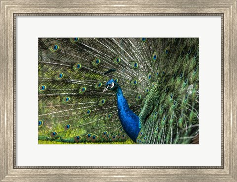 Framed Peacock Showing Off Print
