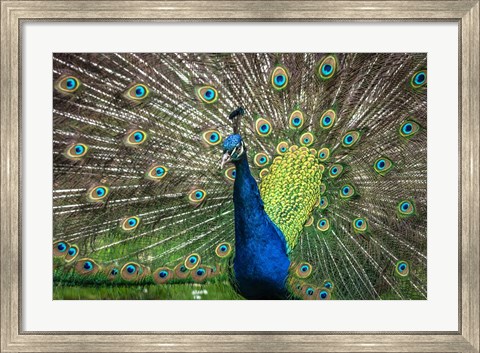 Framed Peacock Showing Off II Print