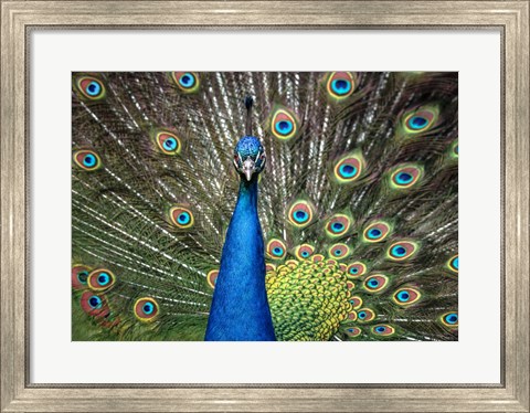 Framed Peacock Showing Off Close Up II Print