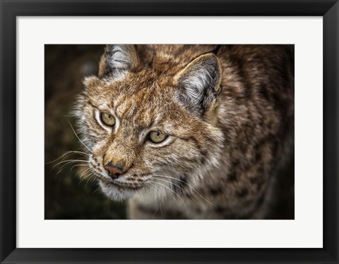 Framed Lynx Close Up Print