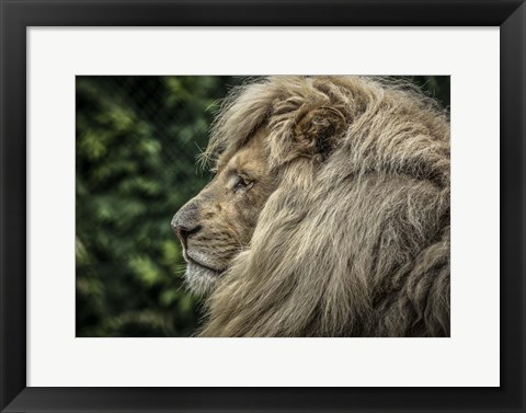 Framed White Lion Side Print