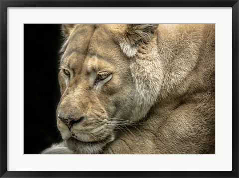 Framed Female White Lion Print