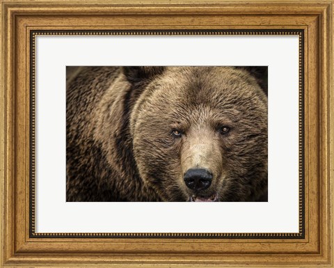 Framed Grizzly IV Print