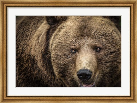 Framed Grizzly IV Print