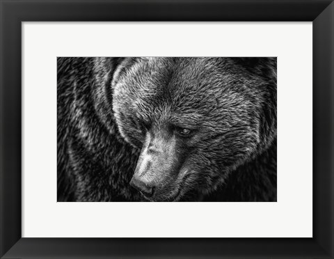 Framed Grizzly Close Up Black &amp; White Print