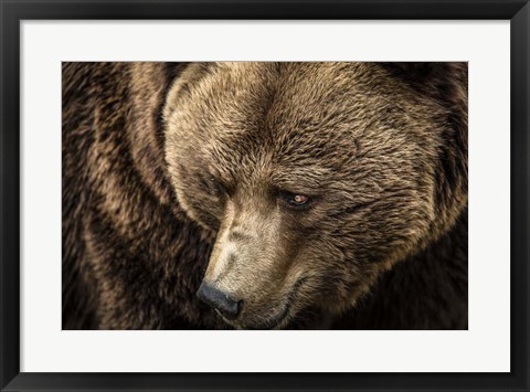 Framed Grizzly Close Up Print