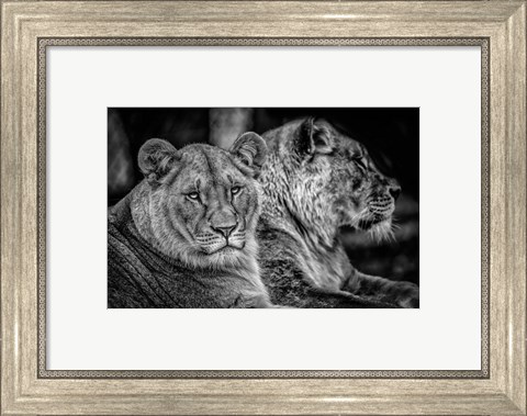 Framed Two Female Lions Black &amp; White Print