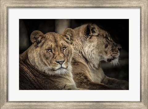 Framed Two Female Lions Print