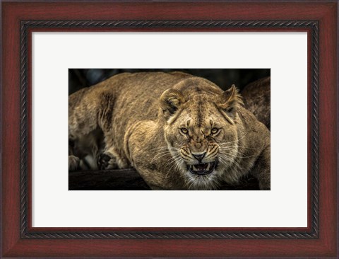 Framed Scarface Lion Print