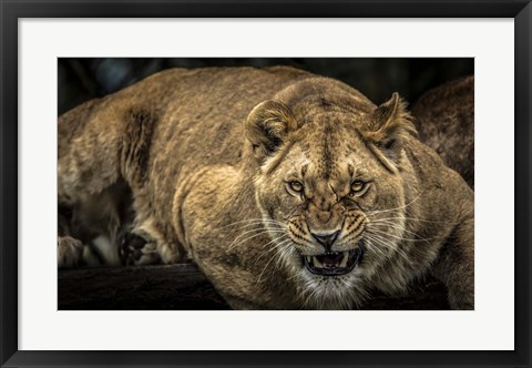 Framed Scarface Lion Print