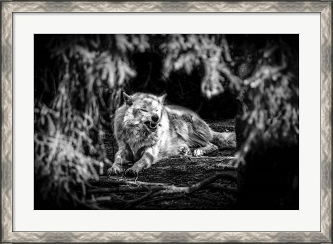Framed Howling Wolf Black &amp; White Print