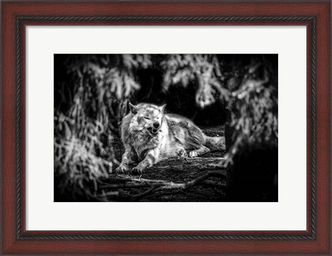 Framed Howling Wolf Black &amp; White Print