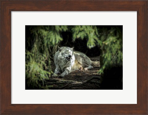 Framed Howling Wolf Print