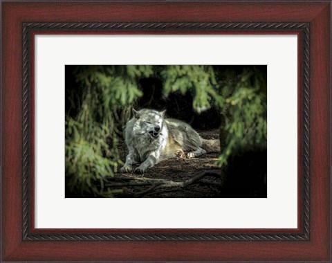 Framed Howling Wolf Print
