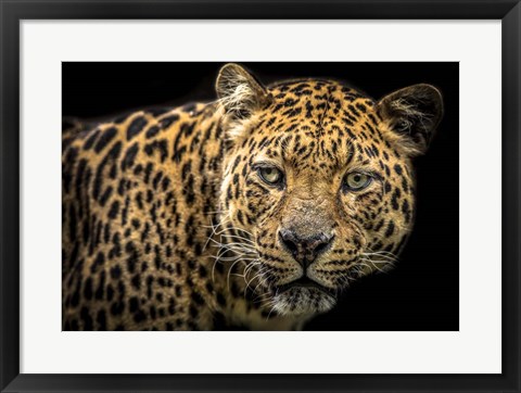 Framed Jaguar II Print