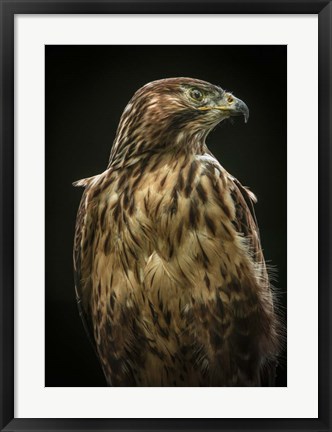 Framed Predator Bird Print