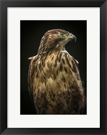 Framed Predator Bird Print