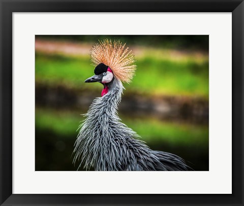 Framed Crowned Crane Print