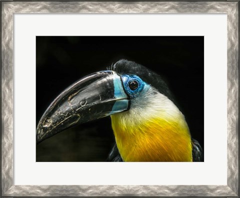 Framed Toucan Print