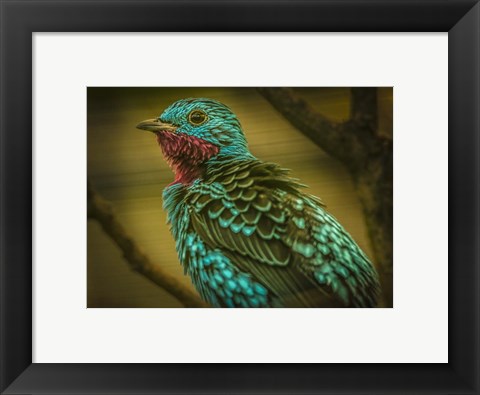 Framed Colorfull Bird V Print