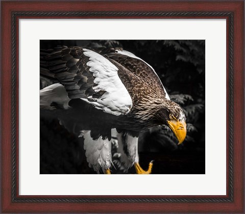 Framed Steller Eagle III Print