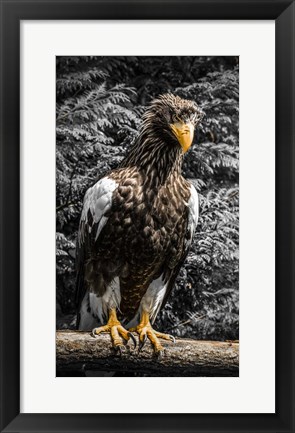 Framed Steller Eagle V crop Print