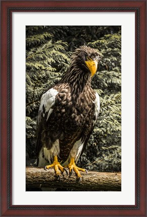 Framed Steller Eagle VI crop Print