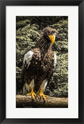 Framed Steller Eagle VI crop Print