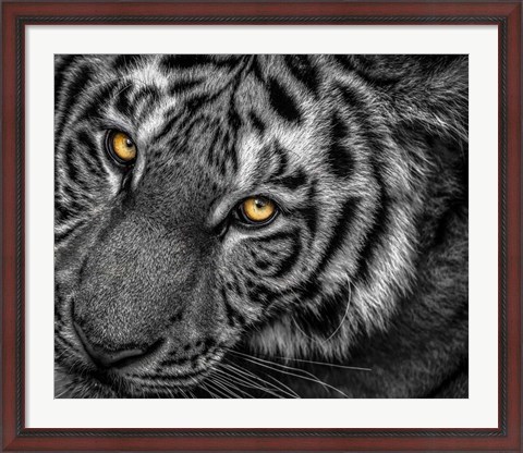 Framed Tiger Close Up Black &amp; White Print
