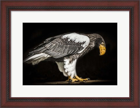 Framed Steller Sea Eagle II Print