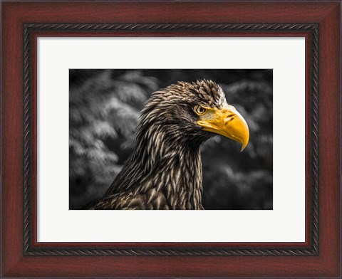 Framed Steller Sea Eagle III Black Print