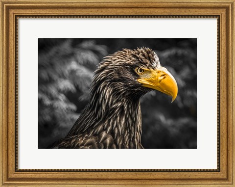 Framed Steller Sea Eagle III Black Print