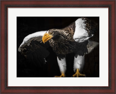 Framed Steller Sea Eagle Wings III Print