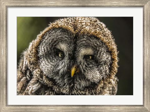 Framed Lapland Owl Print