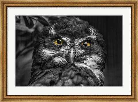Framed Little Owl Black &amp; White Print