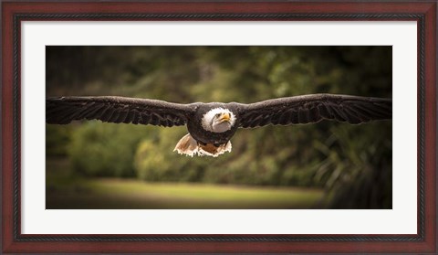Framed Sea Eagle Flight II Print