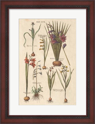 Framed Vintage Florilegium III Print