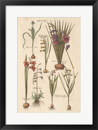 Framed Vintage Florilegium III Print