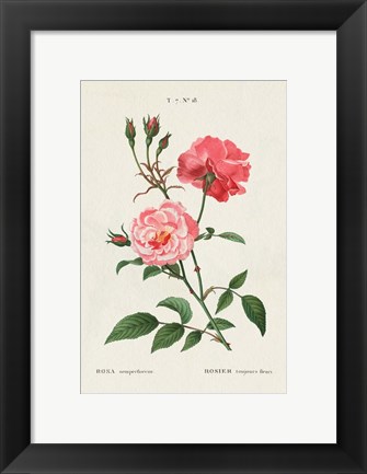 Framed Rosa Print