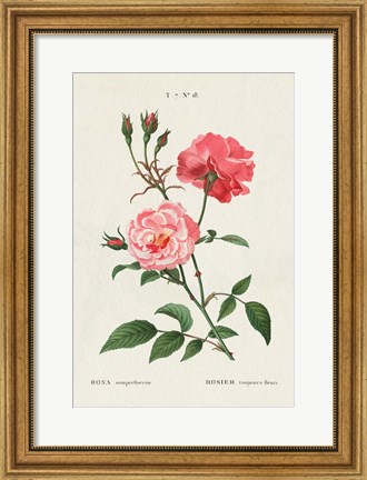 Framed Rosa Print